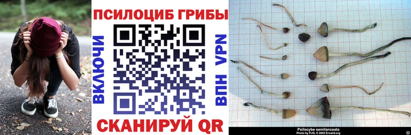 Галлюциногенные грибы Psilocybe  Купить закладки  Каргат 